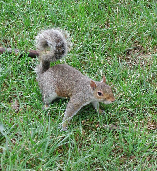 Sciurus carolinensis