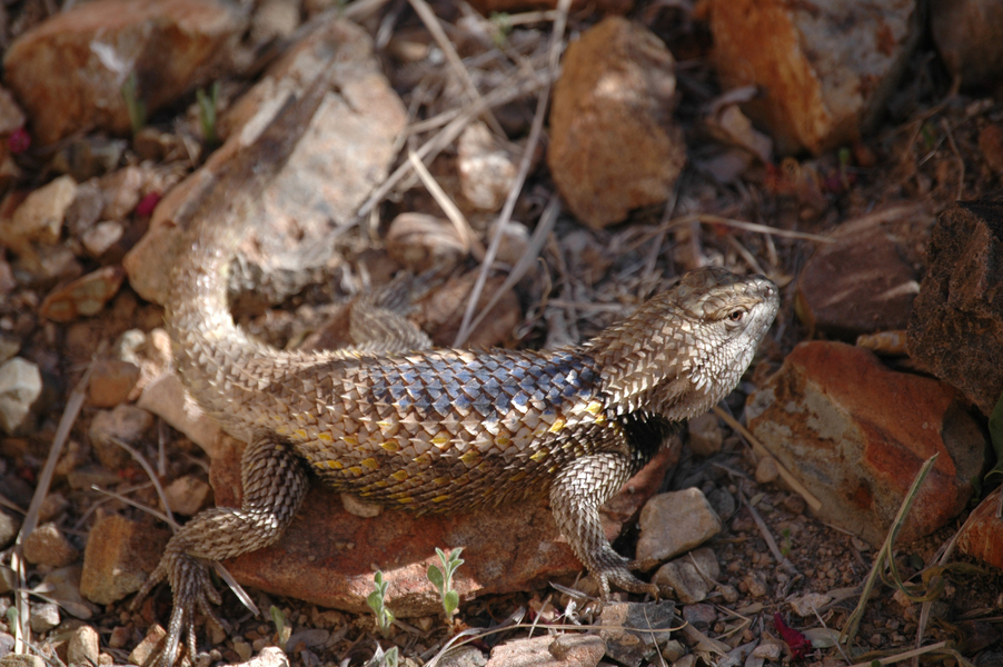 Eumetazoa