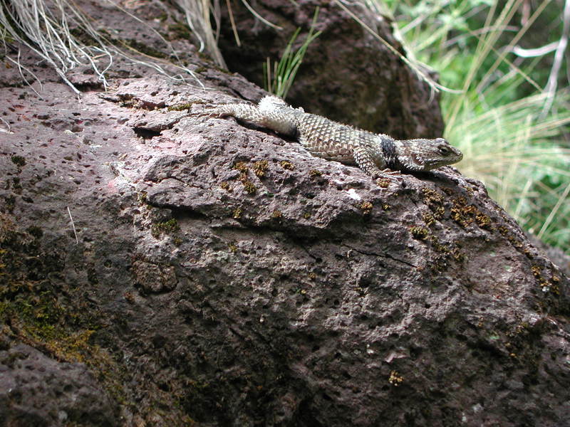 Sceloporus_poinsettii