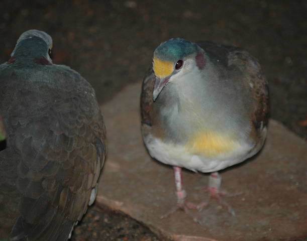 Photo of Gallicolumba tristigmata