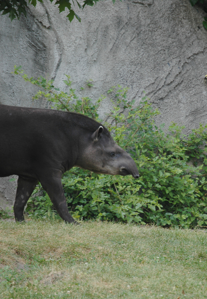 Tapirus