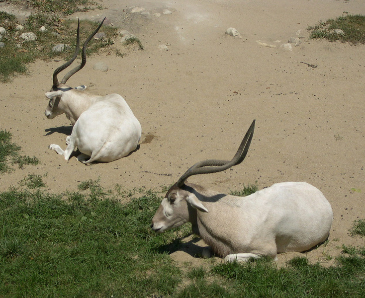 addax