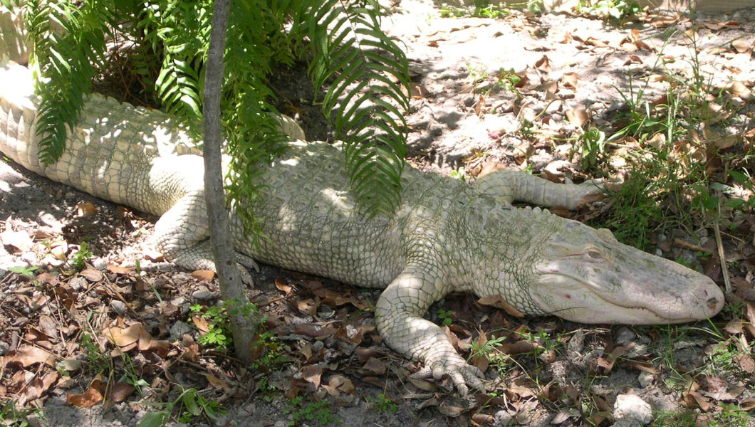 albinoalligator