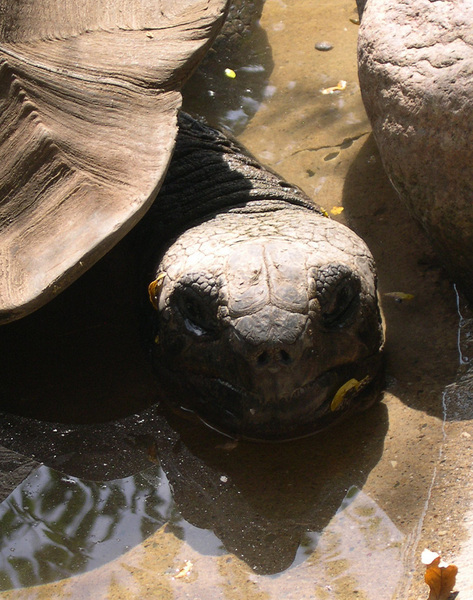 Eumetazoa