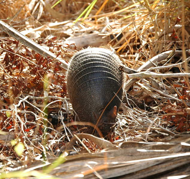 Eumetazoa