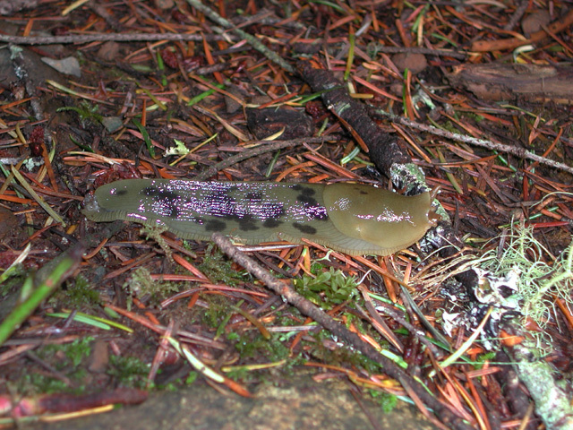 bananaslug