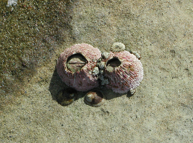 Eumetazoa