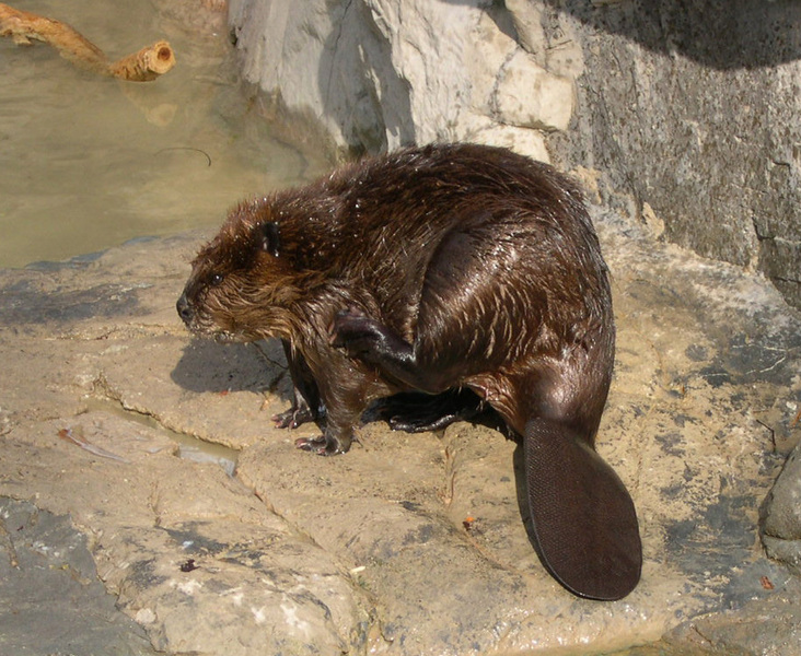 beaver1