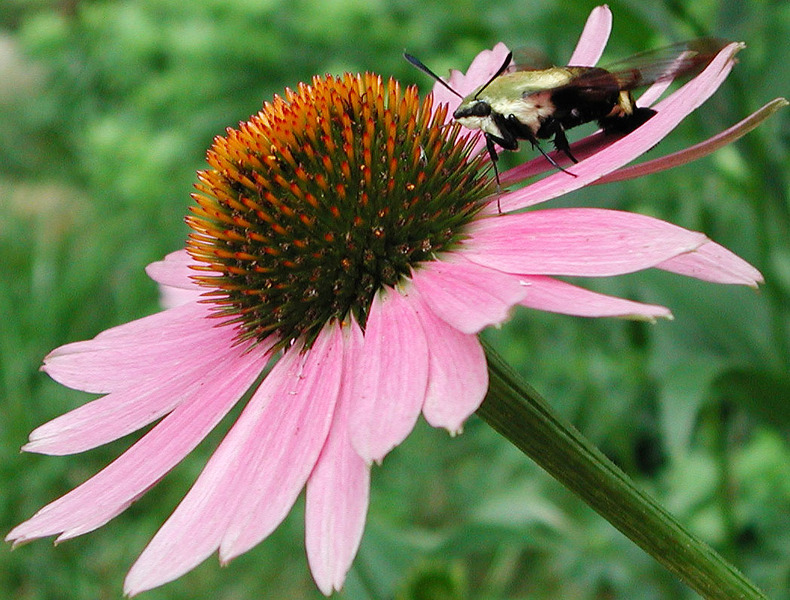 Lepidoptera