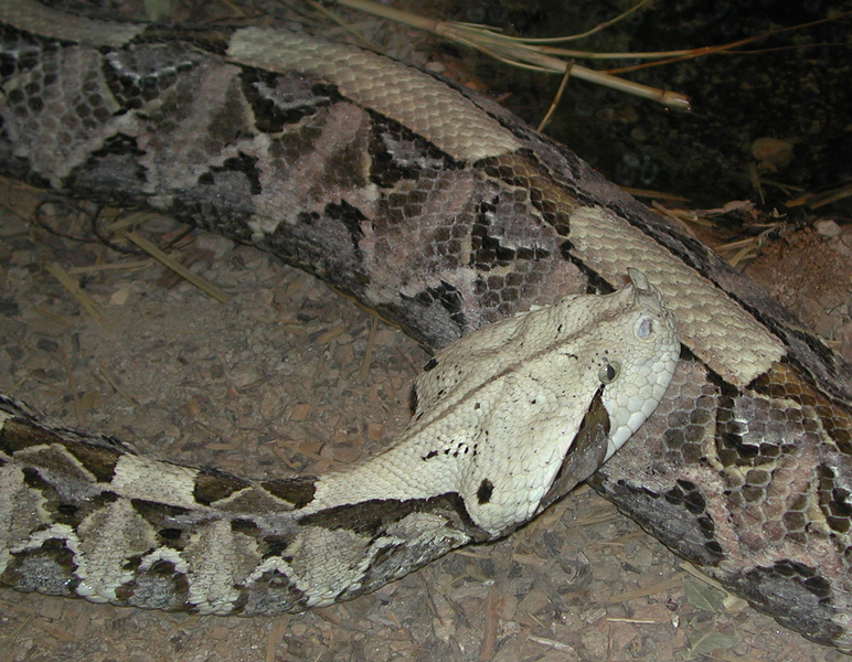 Bitis gabonica