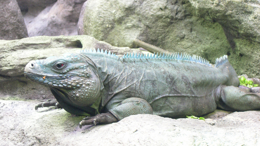 Photo of Cyclura nubila lewisi