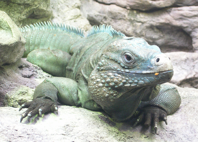 Photo of Cyclura nubila lewisi