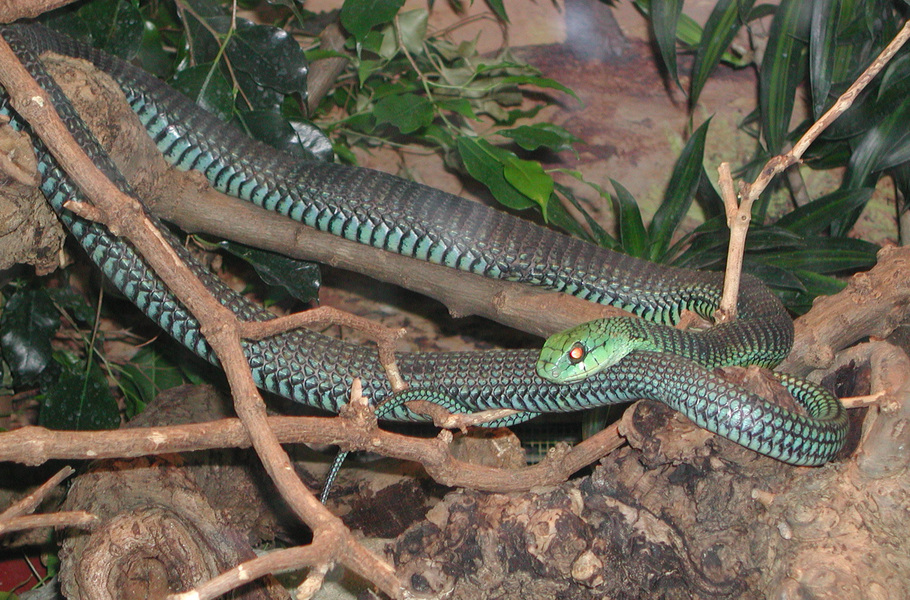 Squamata