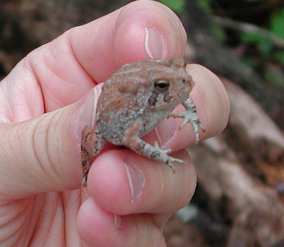 Photo of Anaxyrus fowleri