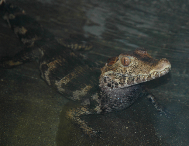 Photo of Caiman crocodilus