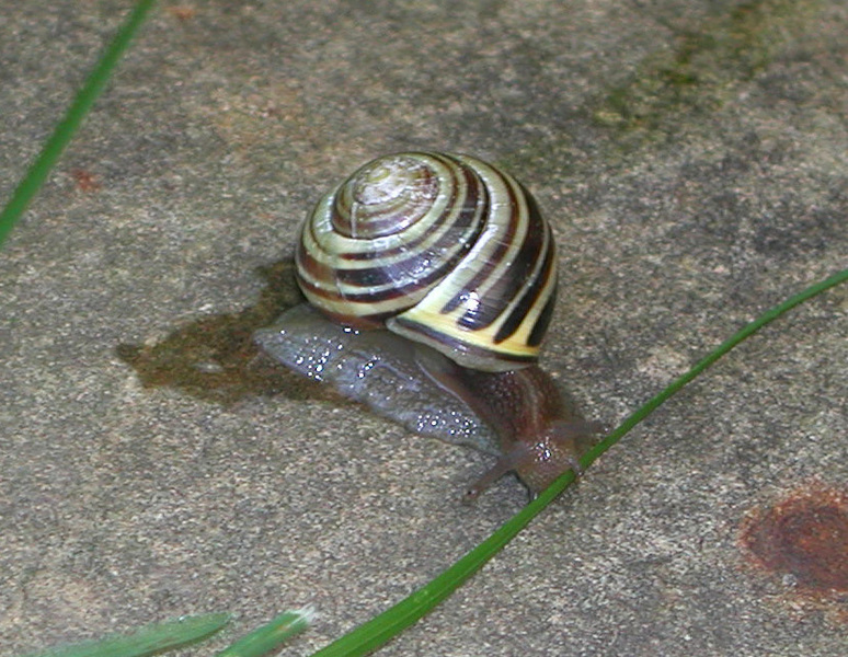 cepaea_nemoralis