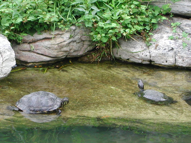 Photo of Trachemys scripta