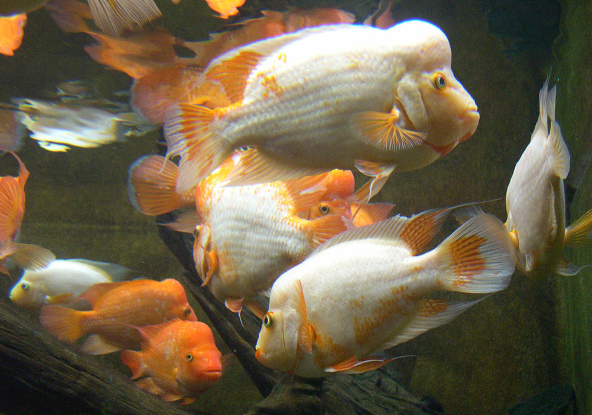 cichlid1