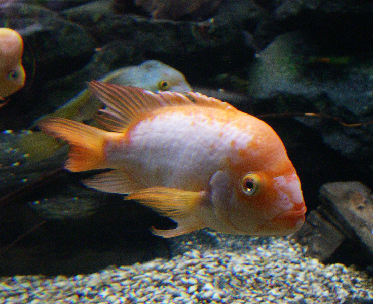 cichlid2