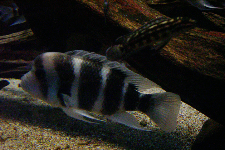 Photo of Cyphotilapia frontosa