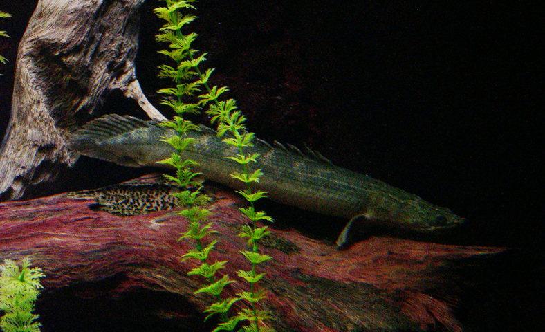 Photo of Polypterus retropinnis