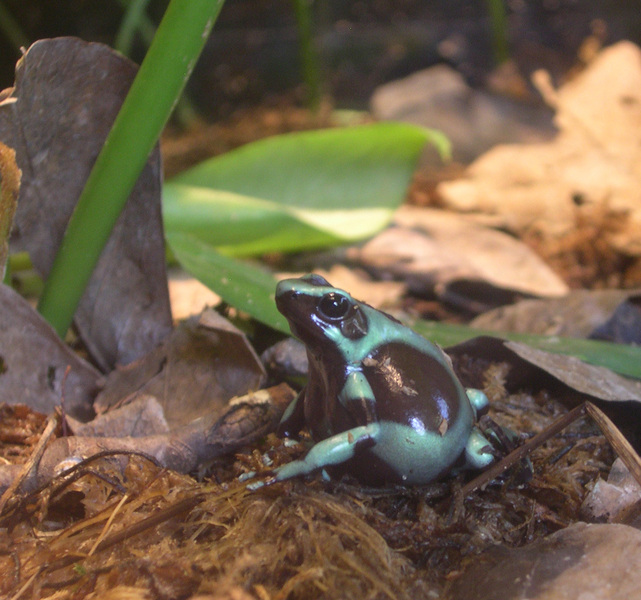 dendrobates_auratus