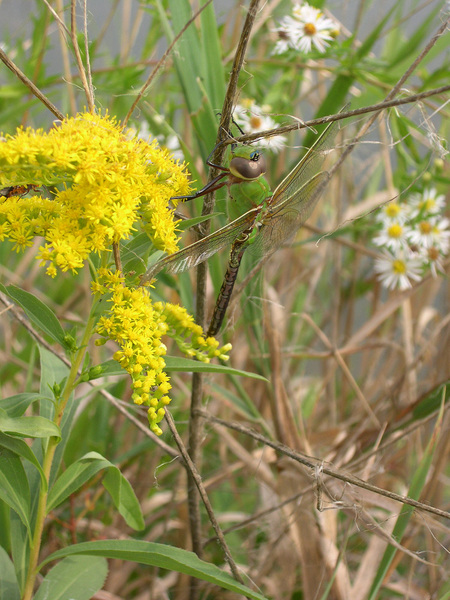 Anax junius