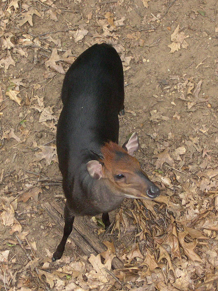 duiker2