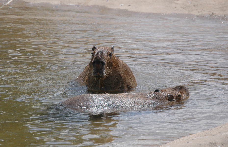 dzcapybara1