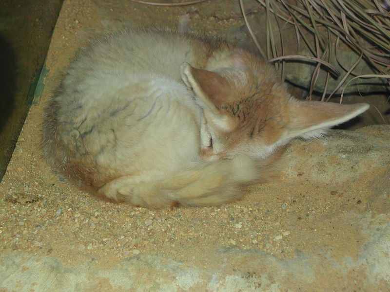 fennec