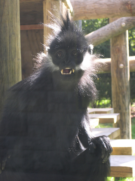 francoislangur2