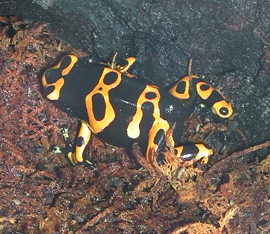 Photo of Dendrobates leucomelas