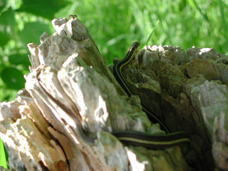 garter_snake