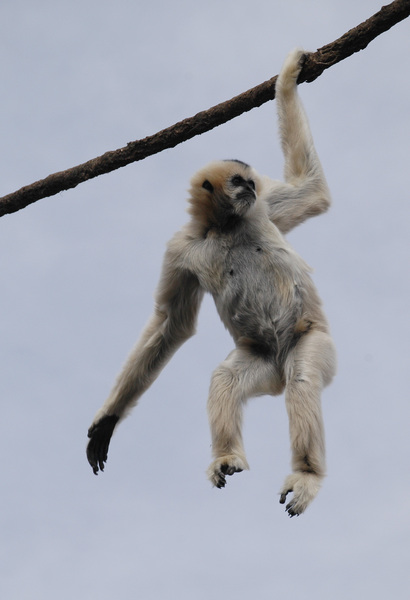 gibbon2