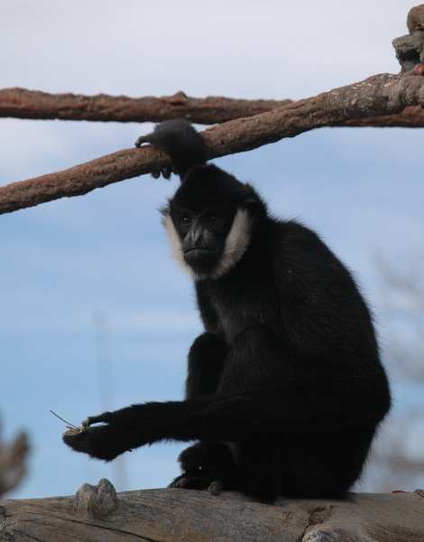 gibbon3