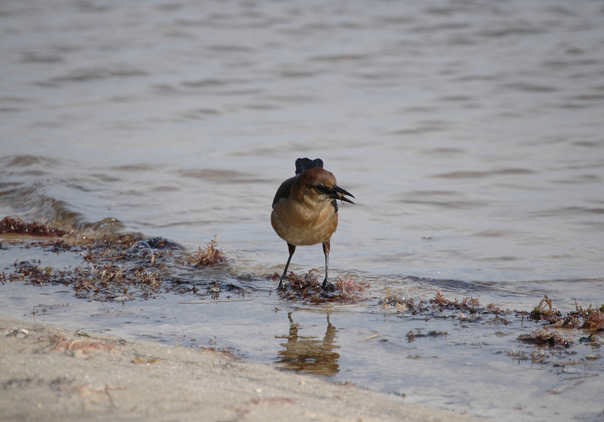 grackle3fl