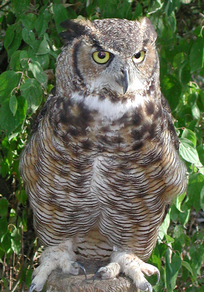 Bubo