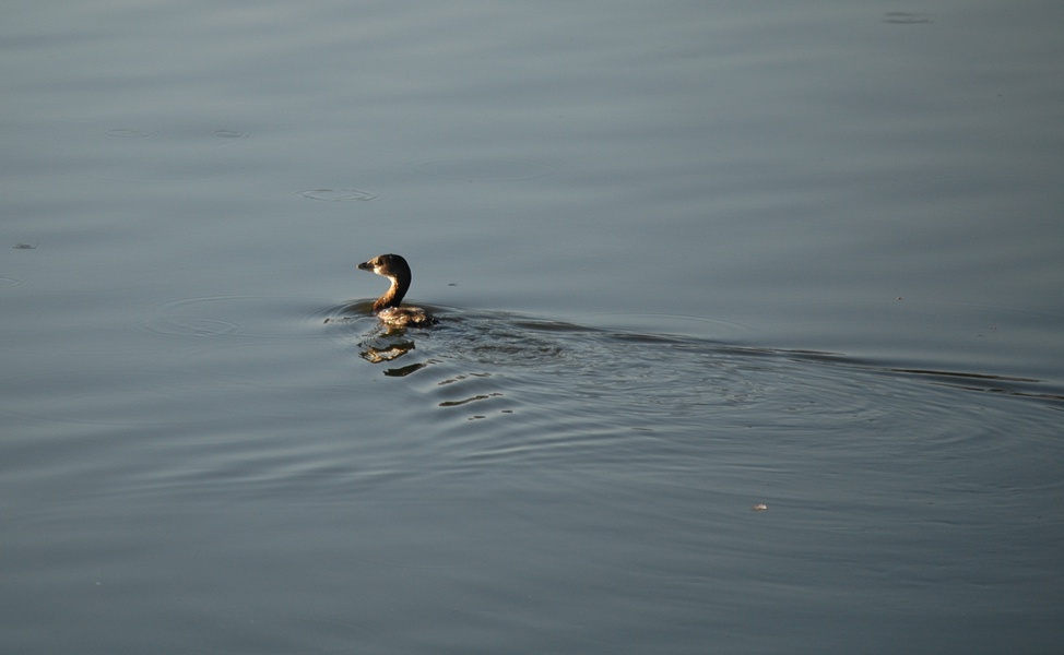 Podicipedidae