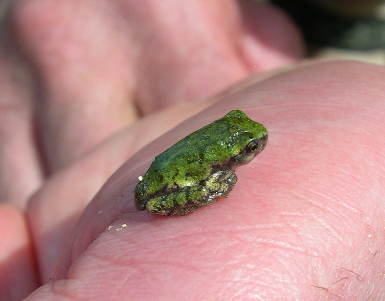 greenfroglet