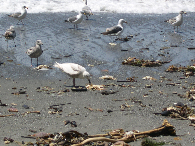 gullseatingcrab