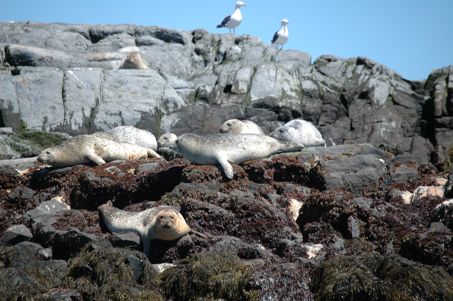 Phoca vitulina