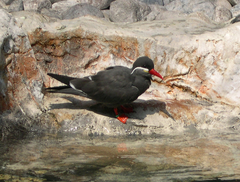 Laridae