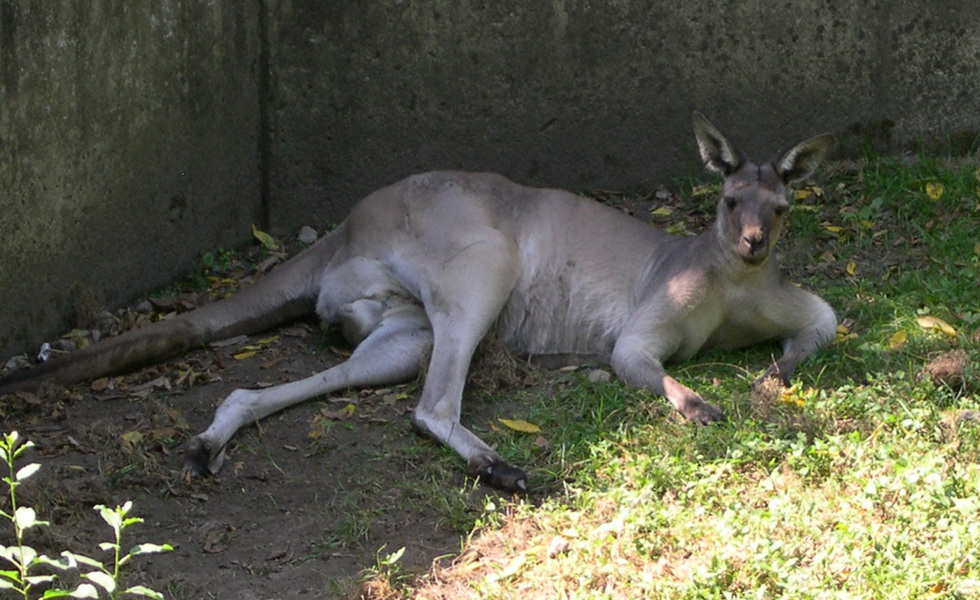 kangaroo