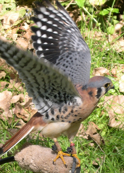 kestrel_male4