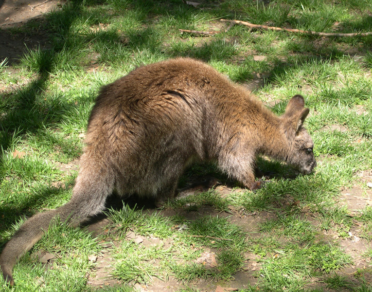 macropus_rufogriseus