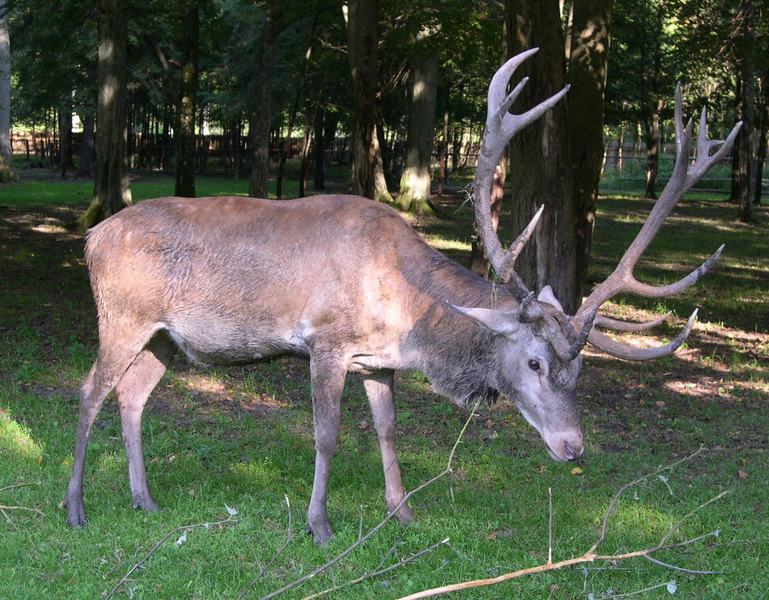 male_elk