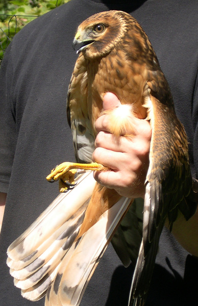 Falconiformes