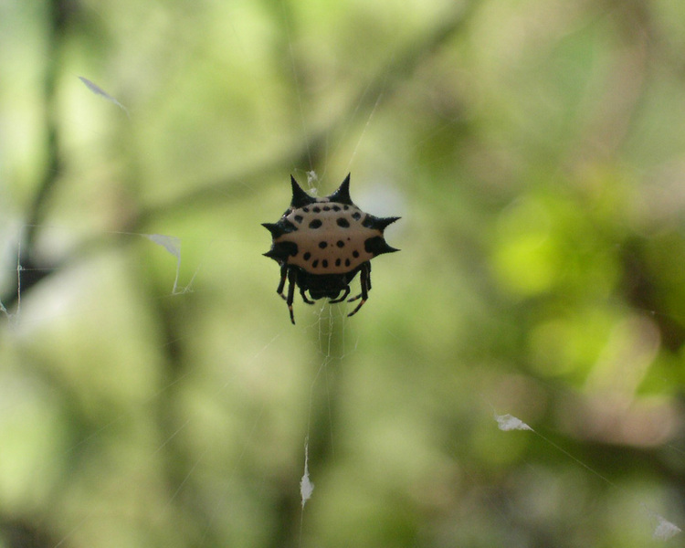 orbweaver2