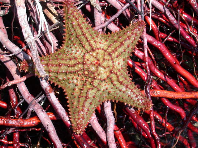 Photo of Oreaster reticulatus