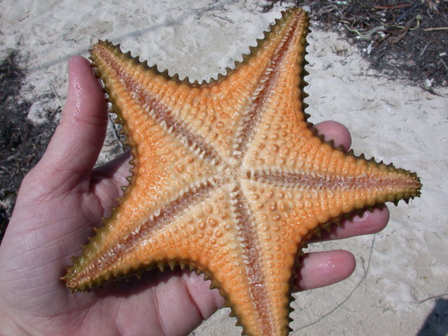 Photo of Oreaster reticulatus